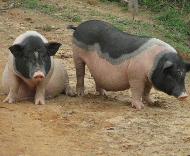 陆川特产-陆川猪相关图片