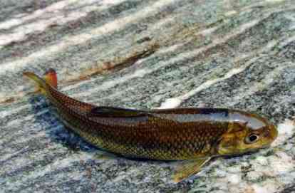 泰山赤鳞鱼