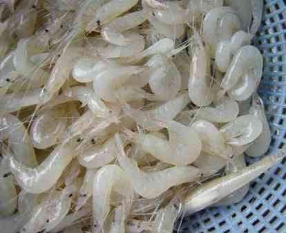 巢湖白米虾