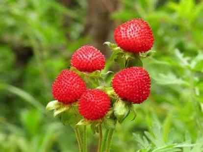 岷县野草莓