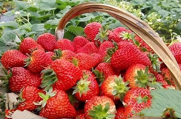 兴化特产-临城草莓相关图片