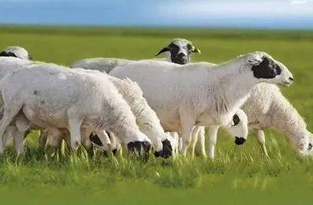 集宁特产-戈壁羊相关图片