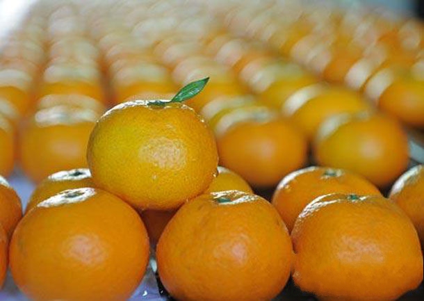 柳州市特产-柳蜜柑、柳蜜橙相关图片