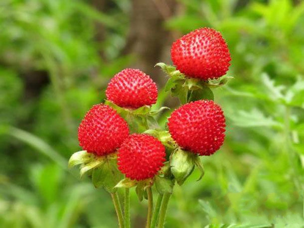 岷县特产-岷县野草莓相关图片