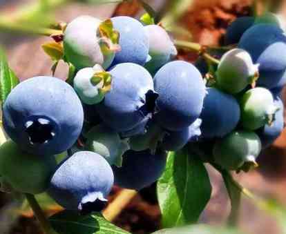 长白山蓝莓