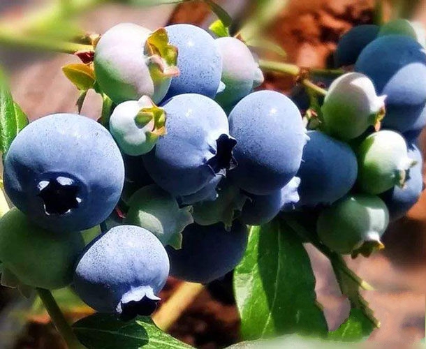 白山市特产-长白山蓝莓相关图片