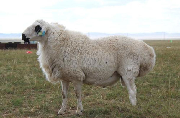 锡林浩特特产-肥尾羊相关图片