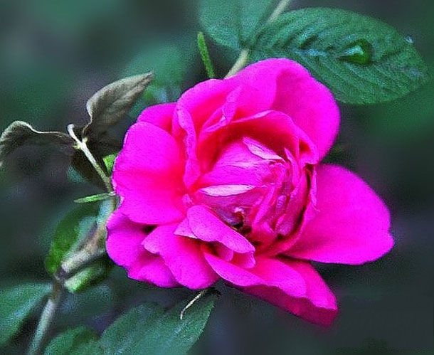 锡林浩特特产-野玫瑰相关图片